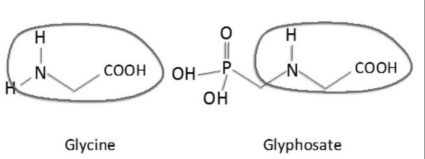 The chemical formulas for Glycine and Glyphosate, with the similarities circled. Glyphosate can fit in the receptor sit for glycine, preventing the protein, an essential nutrient, from being completed. 