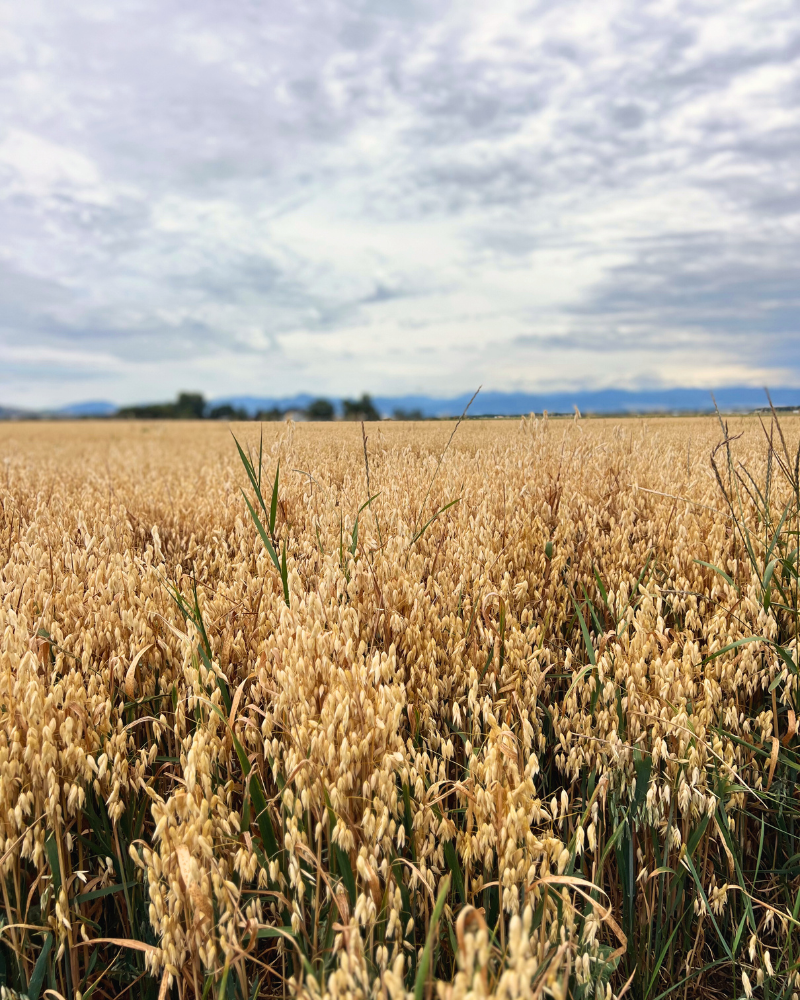 Under a cloudy sky, Montana oat fields depend more on rainfall than irrigation